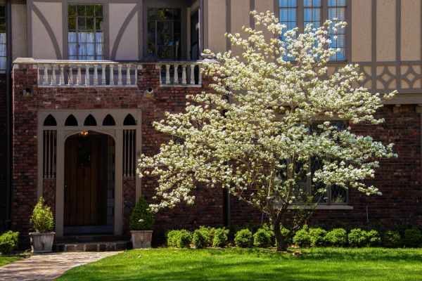 Dogwood Tree Planting in Mechanicsville